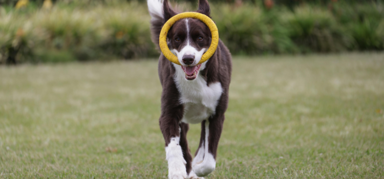 Positive Reinforcement vs. Correction: Why Science Favors the Treat | PetTrain360
